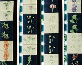 爱人，爱人们，爱着，爱封面图