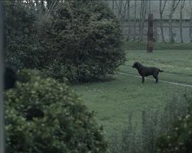 Still Life Primavera封面图