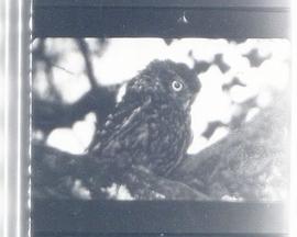 Nachtstück封面图